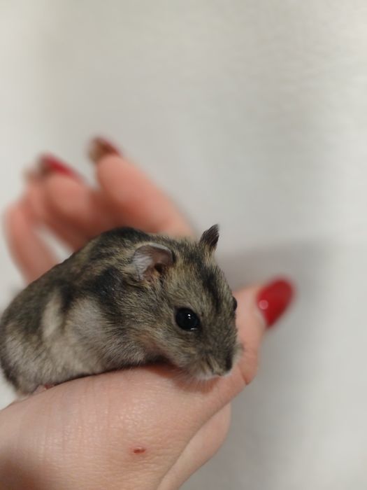 Продам хомячков .