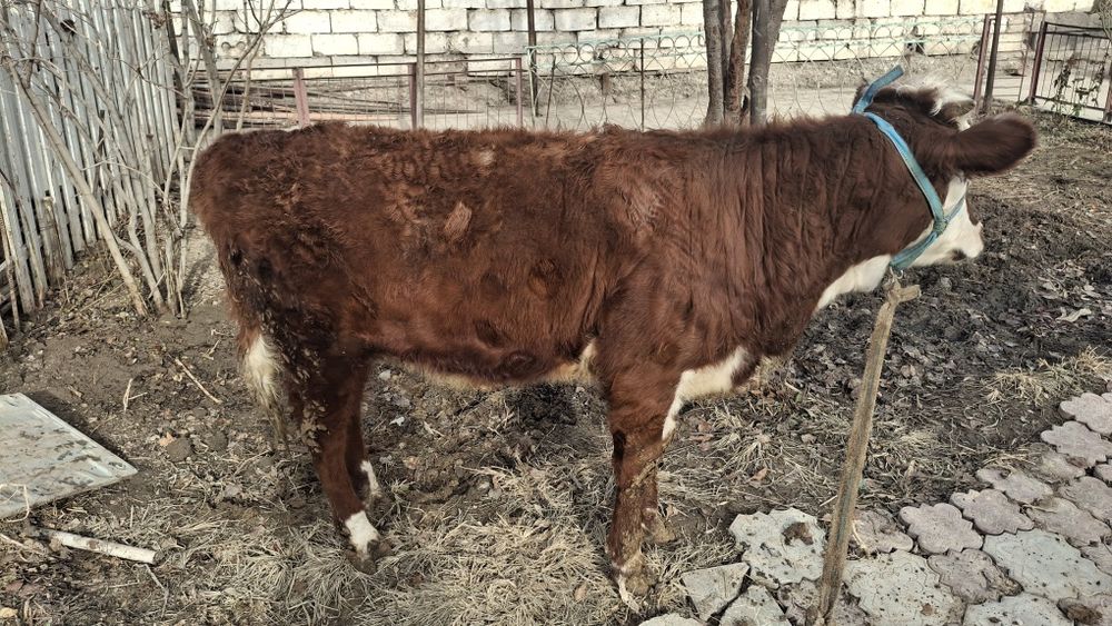 Қашар Порода Ақ бас Срочно сатылады