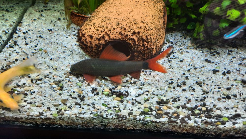 schimb peste Labeo cu altceva mai mic