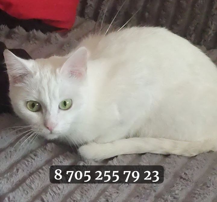 Пропала Кошка, Около 7 микрорайона