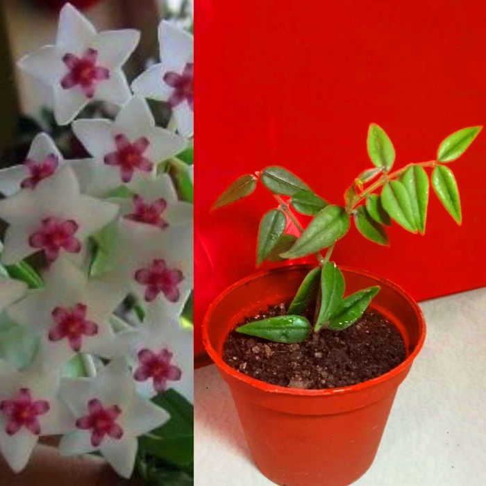 Продам. Хойя прекрасная или Белла