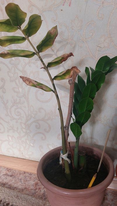 Продам омнатное растение