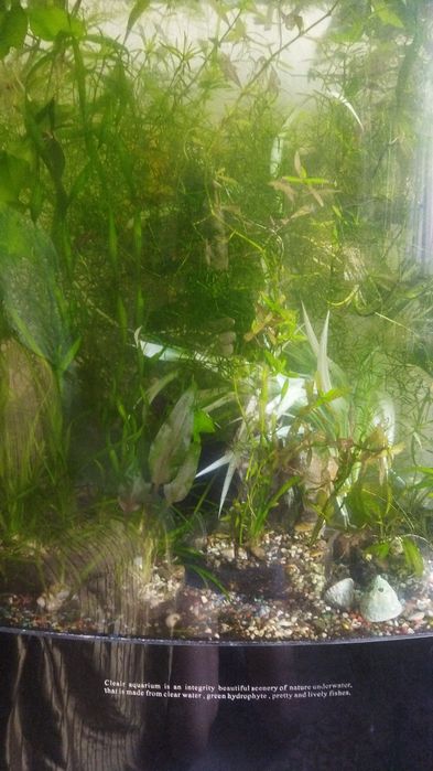 Сагитария мини, криптокарина, валиснерия,