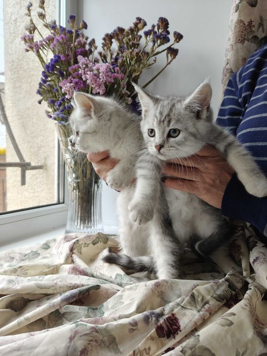 Котята мейкун с британцем