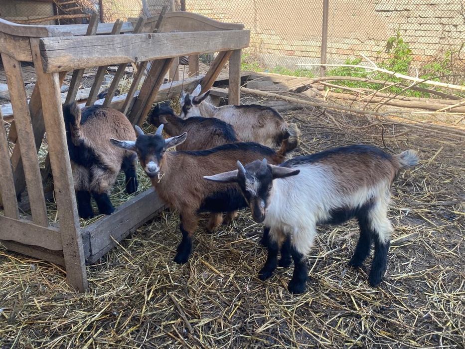 Продаеться козлята