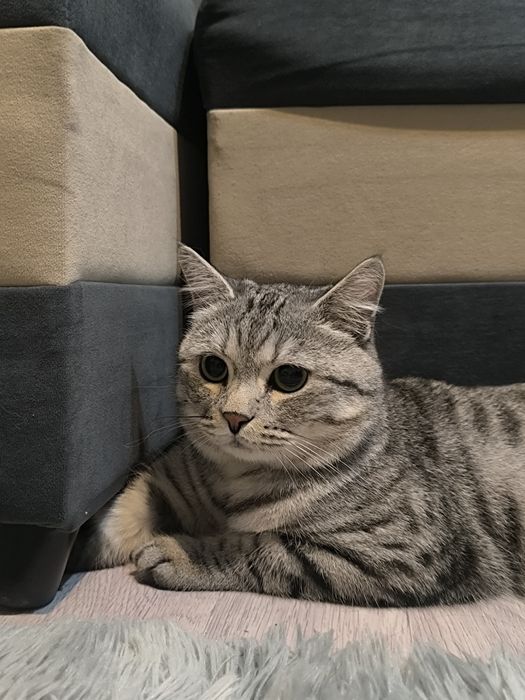 Отдаем кота в добрые руки