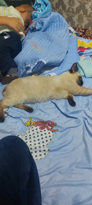 Сиамской породы кот мальчик