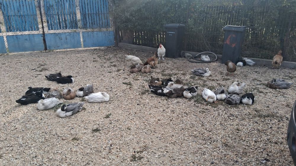 Vând sau schimb rațe românești