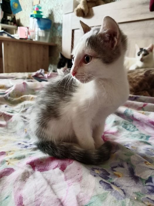 Отдам котенка,3 месяца