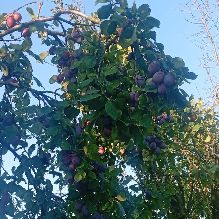 Prune de tuica si palinca cu transpotul gratuit la domiciliu