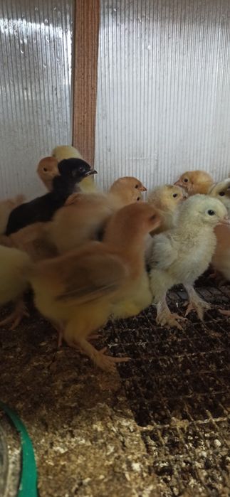 Цыплята домашние