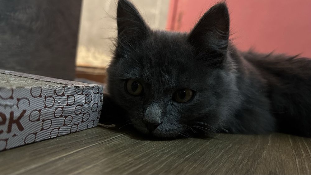 Котенок 3 месяца