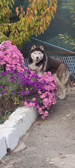 Щенки полу хаски полу дворяне)