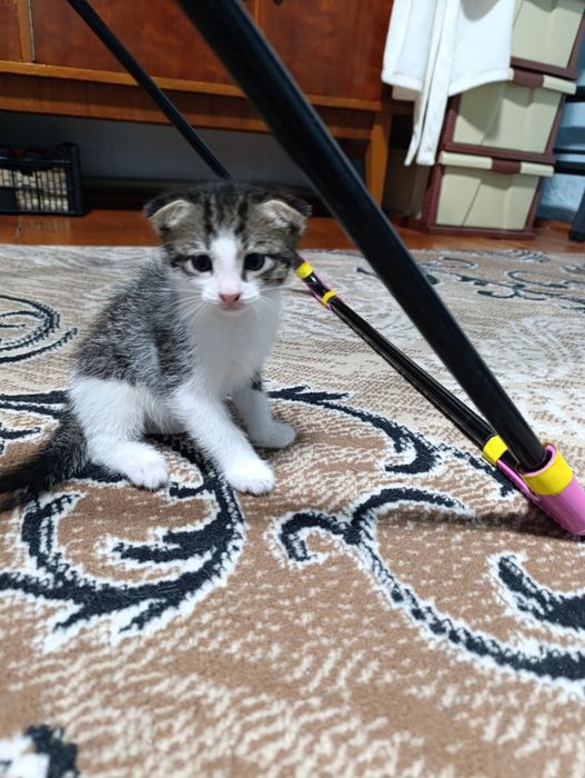 Отдам кошечку бесплатно