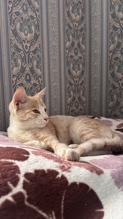Отдам котенка  в добрые руки