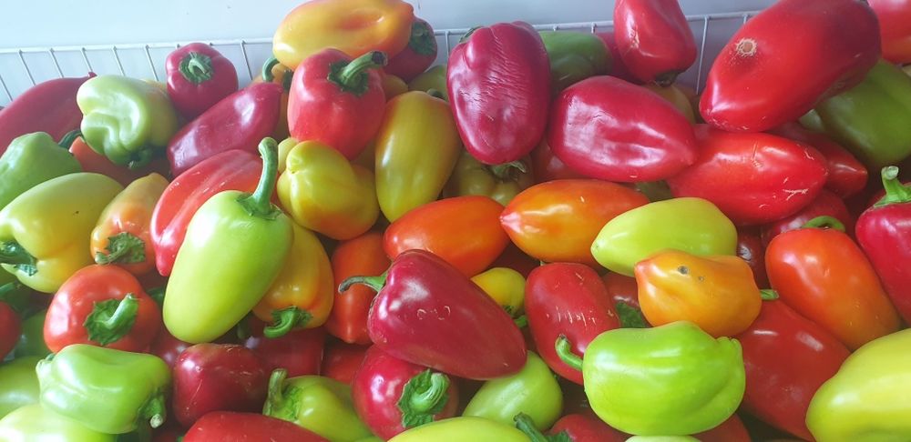 продам павильон мызы9