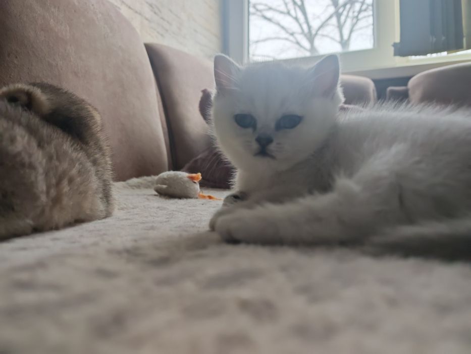 Клепоуха и правоуха чинчила