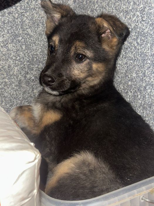 Пристраиваются в добрые руки