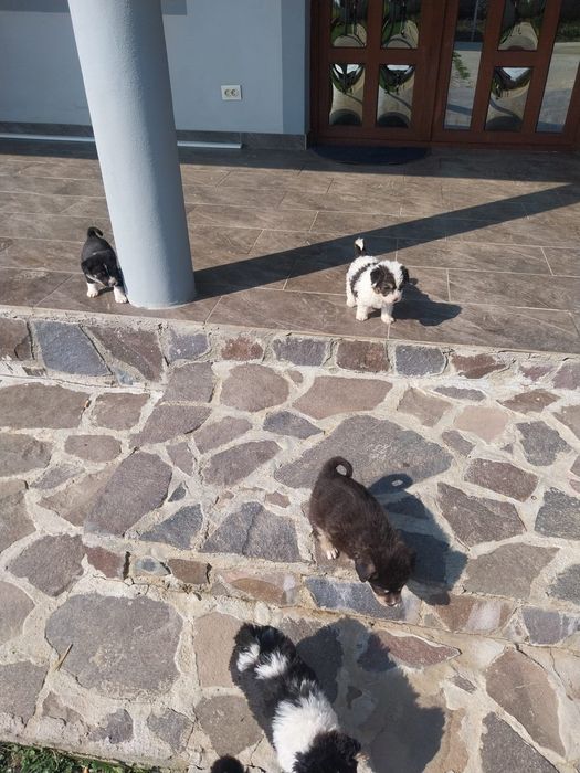 Donez cățeluși de 6 saptamani