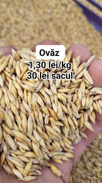 Vând ovăz/orzoaica ptr semănat