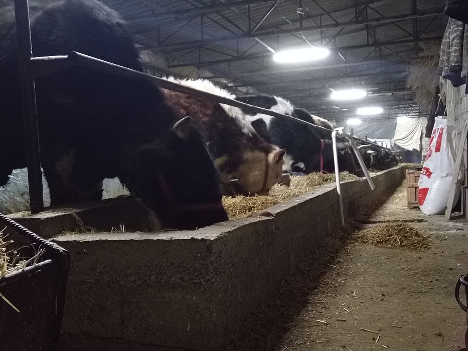 Toq bugoz sgrlar sotiladi