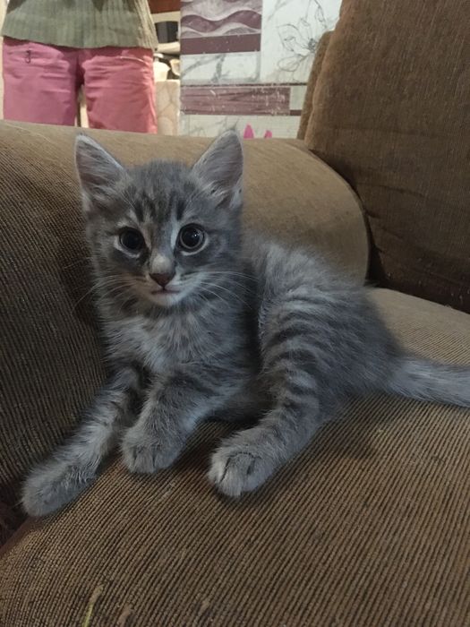 Котята в добрые и любящие руки.