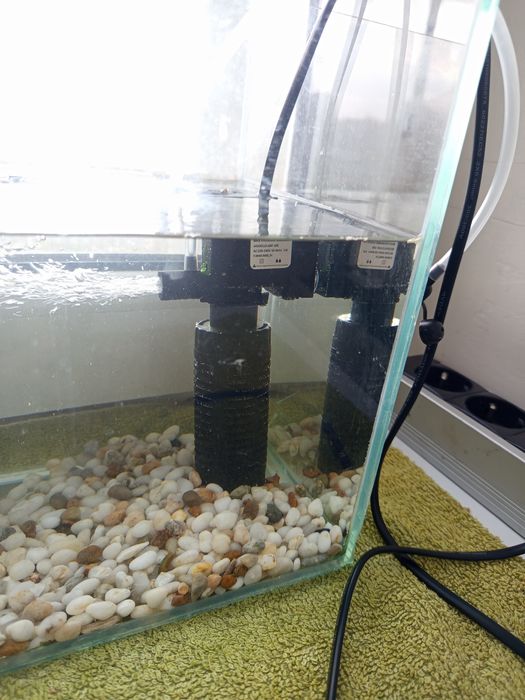 Краснаухая черепаха Срочно!!!