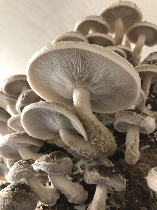 Ciuperci shiitake