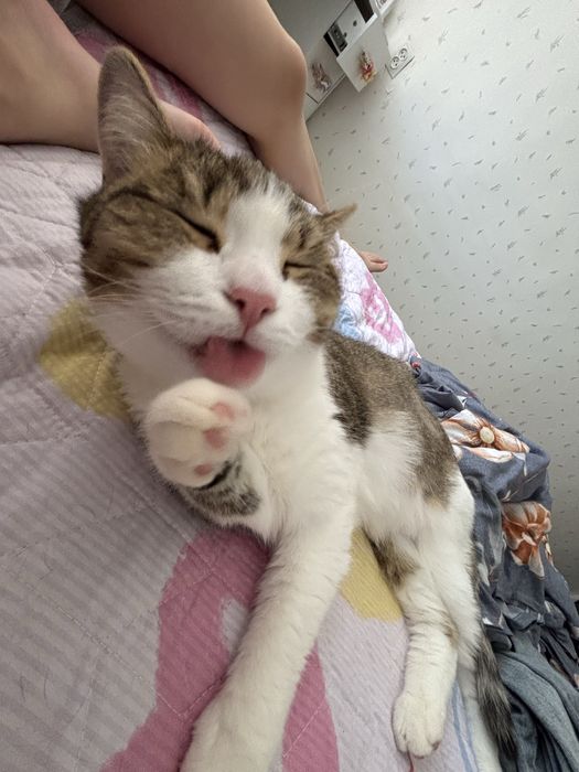 Отдадим кошку в хорошие руки
