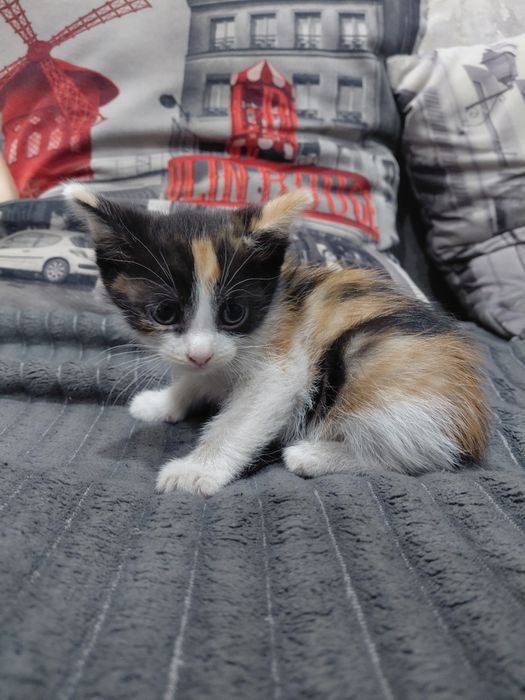 Отдам котят в добрые руки
