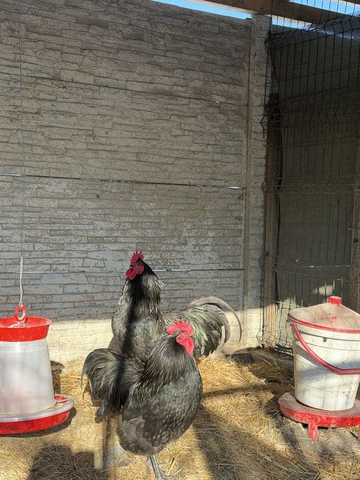 Vand cocosi Australorp - 2025