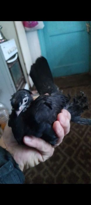 Голуби, голуби молодые.