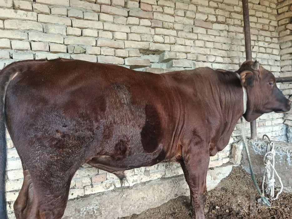 Buqa sotiladi semiz yeyishi zor narxi 25mln keliwamiz Buxoro jondor