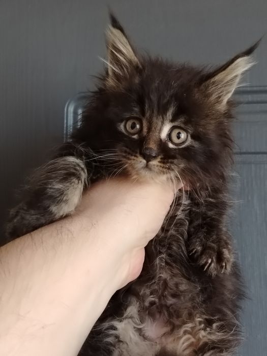 Котёнок Мейн-кун из питомника