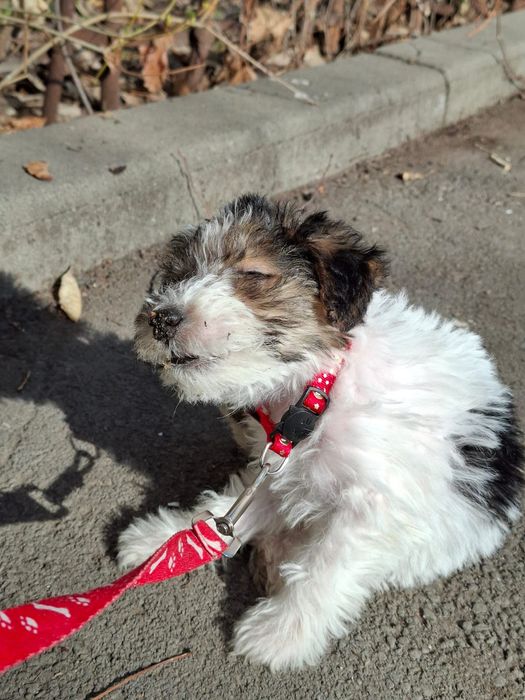 Продам щенка фокстерьера