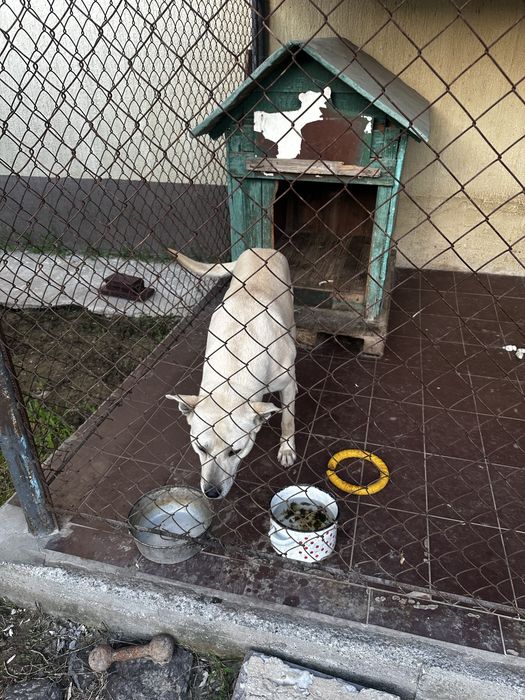 Отдам в хорошие руки