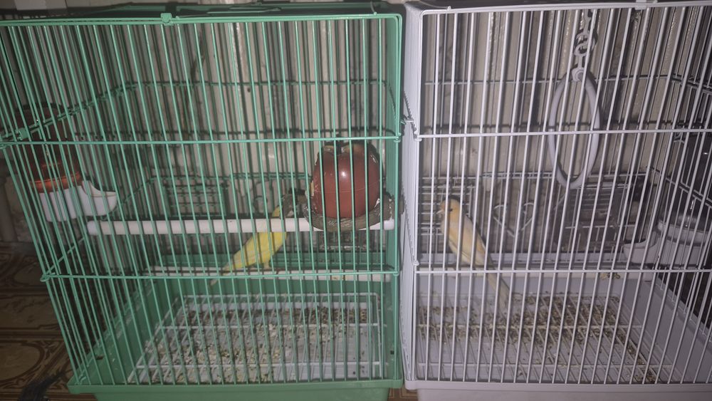 Продаются канарейки самцы