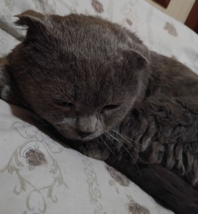 Scottish fold seriyrang
