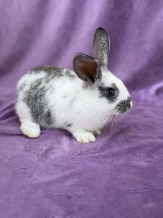 Quyon bollari ona hikol 22 ta bor 40-80 mingacham