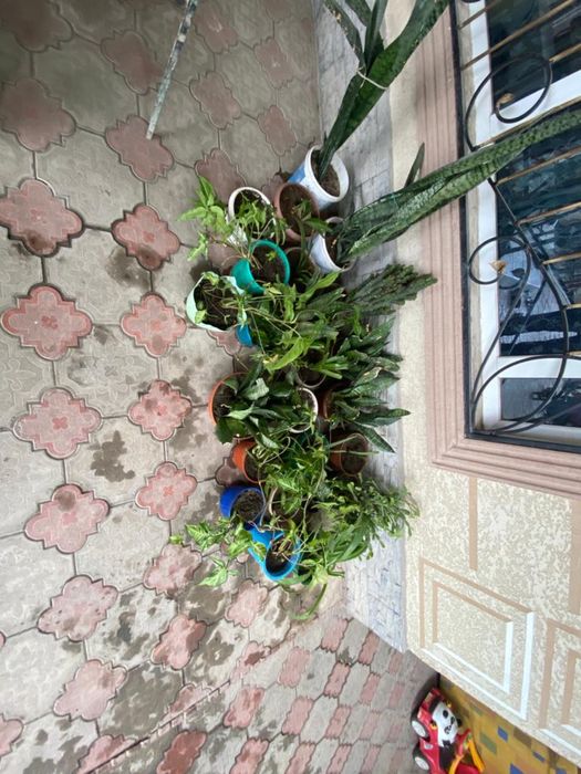 домашние цветы