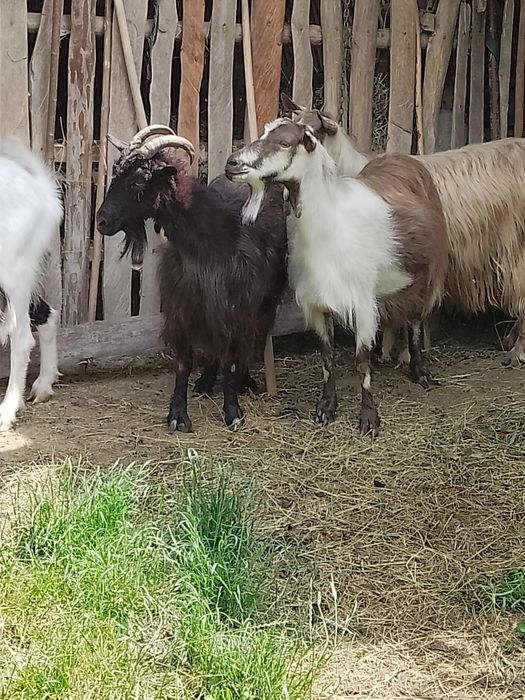 Vând capre bune de lapte