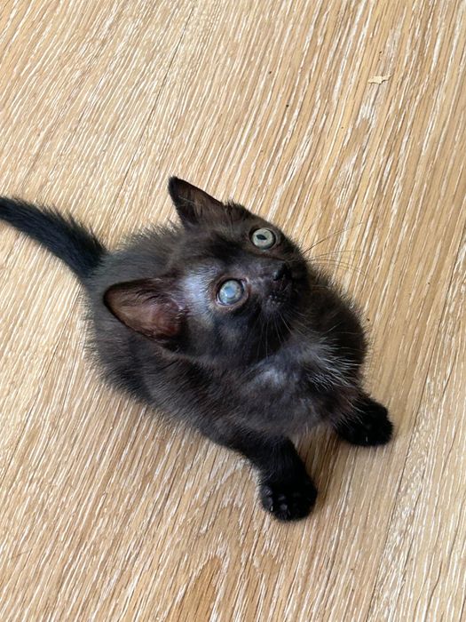 Котенок мальчик в добрые руки. Котята.