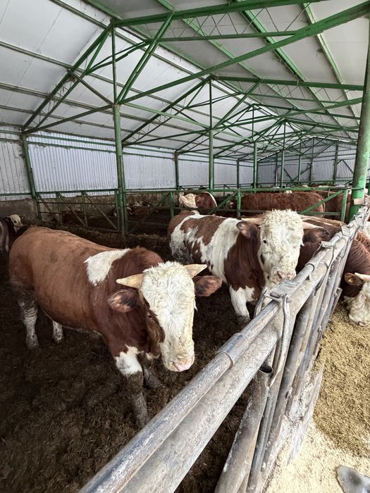 Vand tauri intre 280-400 kg