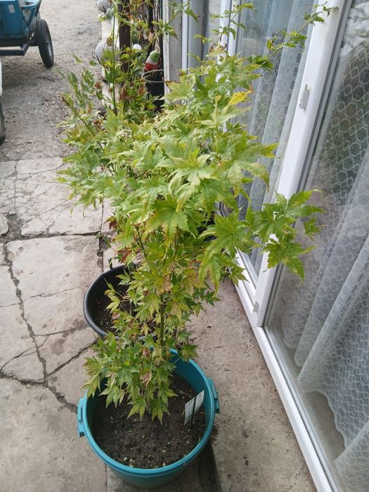 Arțar japonez la ghiveci