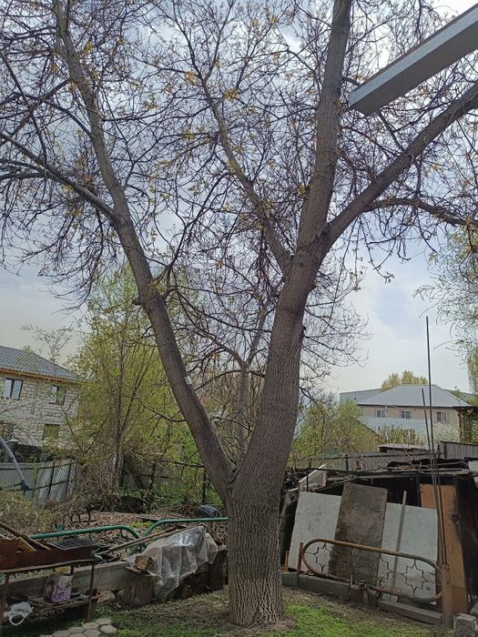 Отдам дерево орех на спил