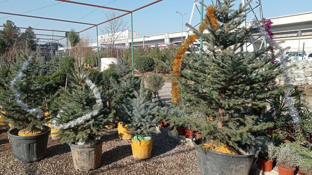 Новагодни ёлка живая на продаже достафка ест по горади платни