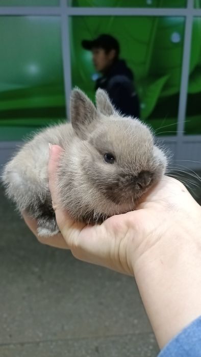 Домашние питомцы