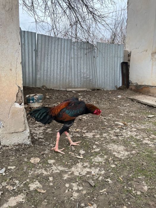 Дакан қораз жетсайда