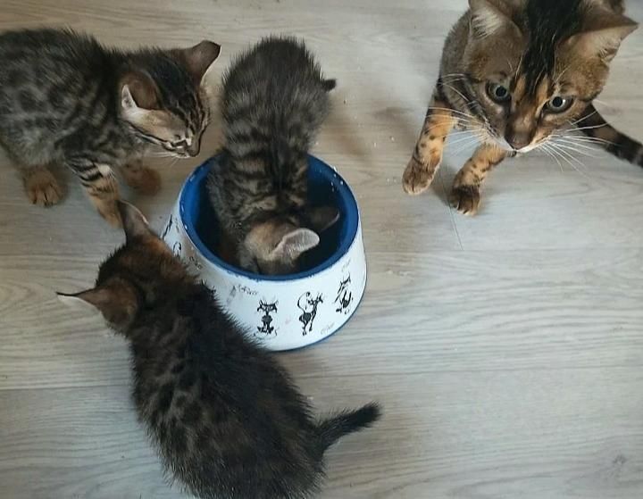 Отдам котят  бенгалские