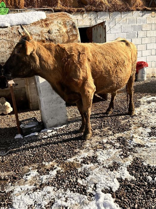 Корова Алатауская